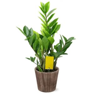 INSEKT FÆLDE TIL PLANTER UDEN KEMIKALIER M/KLÆB 12 STK